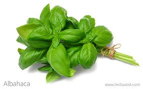 Organic Basil(bunch/bag)