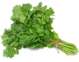 Organic “CASTILLA” Cilantro(bunch)