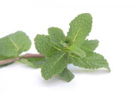 Organic Spearmint (bunch)..