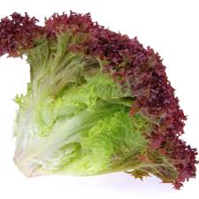 Organic Lalorosa Oak Lettuce(unit)