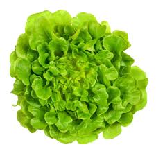 Organic Green Oak Lettuce(unit)