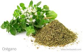 Organic Oregano*bunch