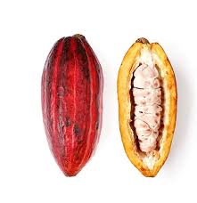 Organic Cocoa “CACAO” Fruit (unit)