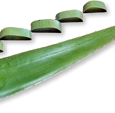 Organic Aloe Vera Leaf (unit)