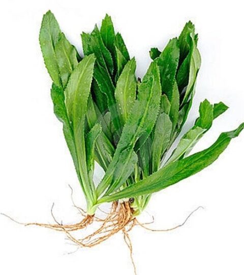 Organic “Coyote” Cilantro